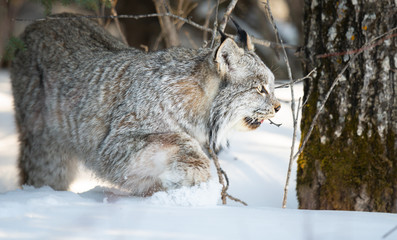 Canadian lynx in the wild