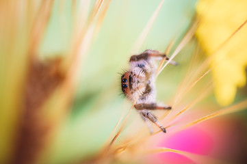 Female jumping spider (Phidippus regius) crawling on barley. Autumn warm colors, macro, sharp details. Beautiful huge eyes are looking at the camera.