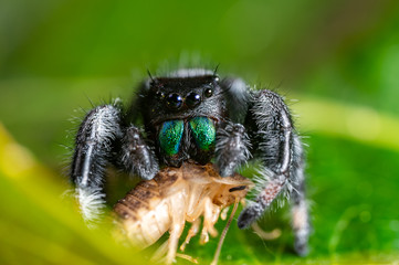 A jumping spider (Phidippus regius) eating its prey cockroach on a green leaf. Macro, big eyes, sharp details. Beautiful big eyes and big green fangs.