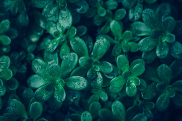 Fototapeta na wymiar green succulent with water drops background