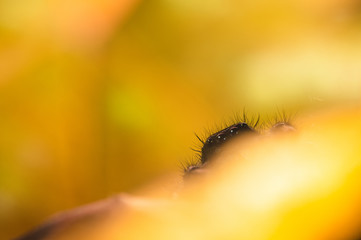 A male jumping spider (Phidippus regius) hidden in yellow leaves. Autumn warm colors, macro, sharp details. Beautiful big eyes.