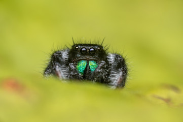 Male jumping spider (Phidippus regius) crawling on a dry leaf. Autumn warm colors, macro, sharp...