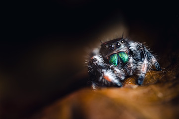 A male jumping spider (Phidippus regius) crawling on dry wood. Autumn warm colors, macro, sharp details. Beautiful big eyes and big green fangs.