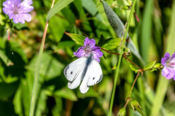 Papillon sur une fleur
