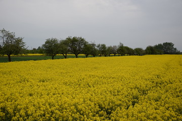 Obraz premium Rzepak kwitnący