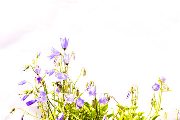 Obraz na płótnie Canvas bell flower isolated on white background