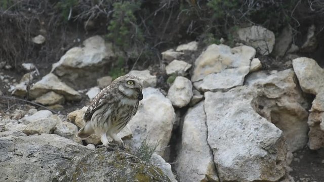 The little owl Athene noctua, is a bird sitting on a rock with its prey in its beak