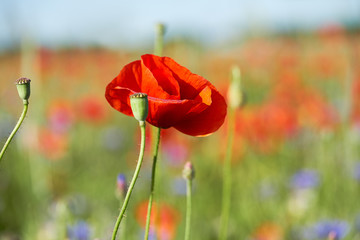 Red and orange poppies, blue cornflowers on a field outdoors. Spring natural background.