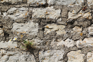 Daisies blossom at old brick castle wall