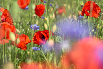 Closeup on wild red poppy flower, bright blue cornflowers on a field outside. Spring natural background.