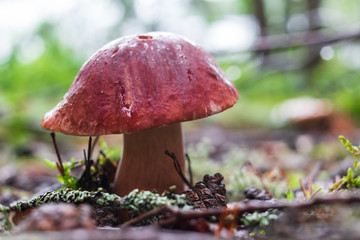 Boletus edulis or cep in the moss at the forest.