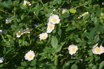 Kwiaty dzikiej rózy