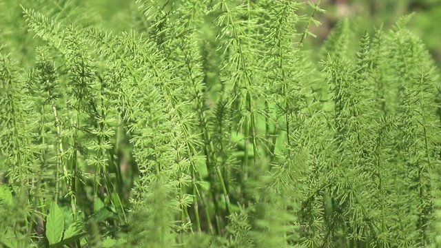 Fresh sprouts of a horsetail (Equisetum -snake grass, puzzlegrass) at the beginning of spring
