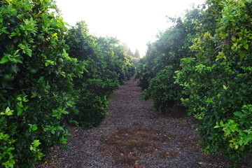 Fototapeta na wymiar Valencia Orange Fruit Grove Landscape