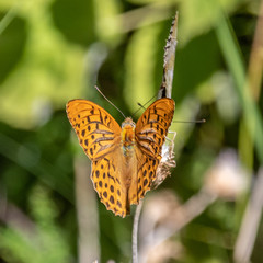 Papillon sur une fleur