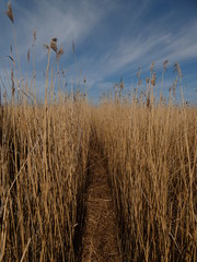 Obraz premium Trodden path between high reeds under blue sky, Sobieszewo Island, Poland