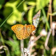 Papillon sur une fleur