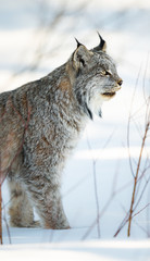 Obraz premium Ryś kanadyjski na wolności