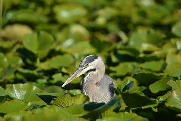 Close up of a Great Blue Heron