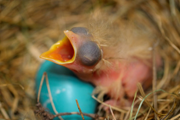 Blind day old hatchling robin in nest lying over a blue egg with mouth open for food