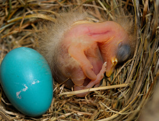 Day old hatchling robin in nest beside an egg about to crack open