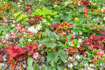floral background begonia of different varieties on a lawn