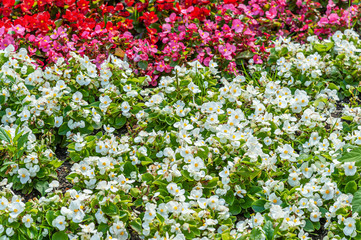 Fototapeta premium floral background white and red begonia on a lawn