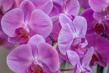 Fototapeta na wymiar beautiful floral background of pink orchids close up