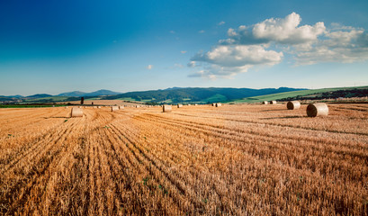 Straw bales in a farmland. Rural landscape. The setting sun and warm light. Saturated colors.