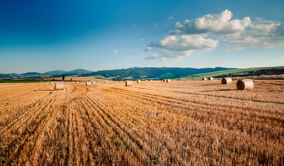 Straw bales in a farmland. Rural landscape. The setting sun and warm light. Saturated colors. © rzoze19