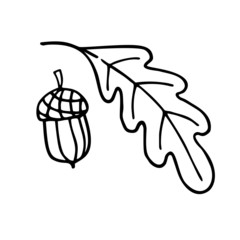 Acorn and leaf of oak. Hand drawn vector doodle elements.