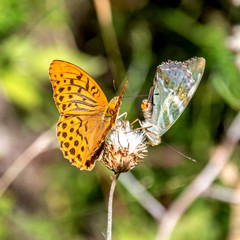 Papillon sur une fleur