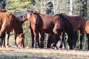 Wildpferdeherde in Kanada