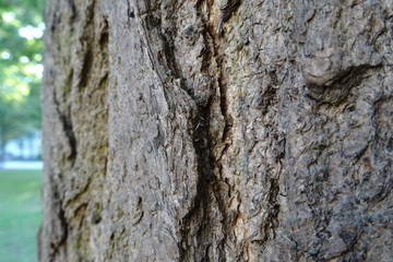 Baumrinde