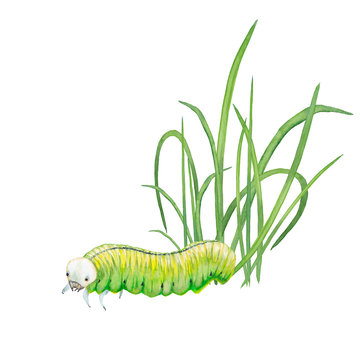 Illustration of realistic natural green caterpillar in the grass. Closeup side view. Watercolor hand painted isolated element on white background.