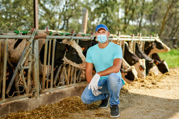 Farmer is working man in mask virus protectionon at farm with dairy cows.