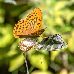 Papillon sur une fleur