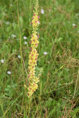 Dzika łąka - spacer wśród natury