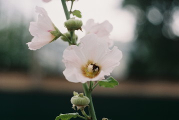 white and pink flower