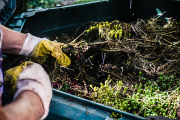 Californian red worms and composting concept.