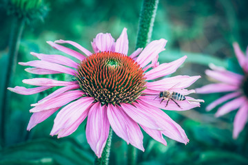 echinacea flower - obrazy, fototapety, plakaty