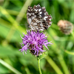 Papillon sur une fleur