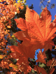 Bright orange maple leaves on a sunny day in the fall