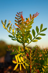 branch of a tree