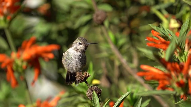 Hummingbird singing on a branch 