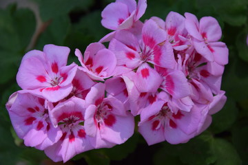 Kwitnące pelargonie