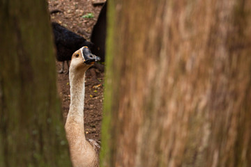 close up of a goose