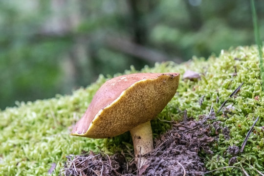 champignon
