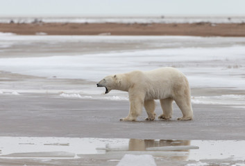 Adult Polar Bear in Sub-arctic region of Hudson Bay Canada