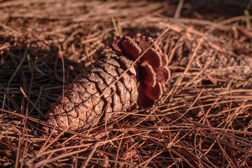 Pine cone